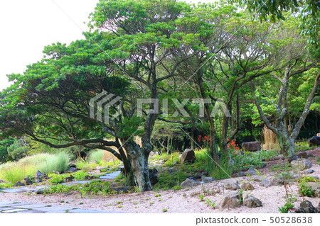 Halla arboretum, park, trees, plants, Halla arboretum, park, trees, plants, 50528638