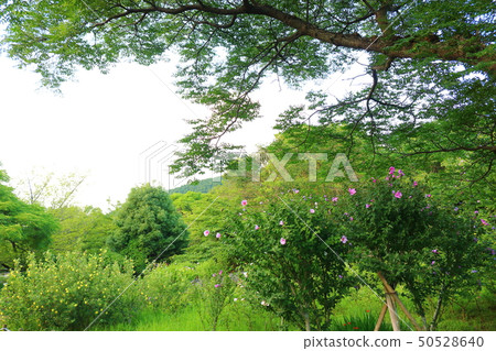 Halla arboretum, park, trees, plants, 50528640