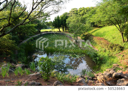 Halla arboretum, park, trees, plants, 50528663