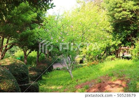 Halla arboretum, park, trees, plants, 50528679
