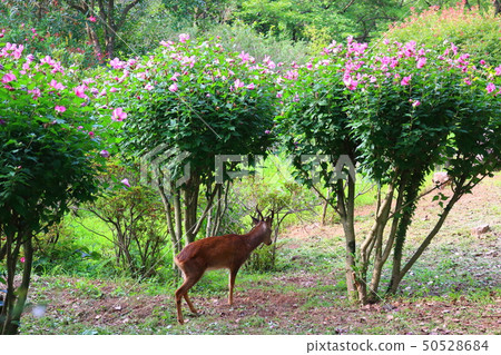 Halla arboretum,公園,樹木,植物, Halla arboretum,公園,樹木,植物, 50528684
