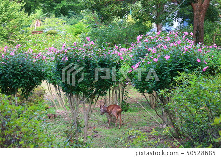 Halla arboretum，公園，樹木，植物， 50528685