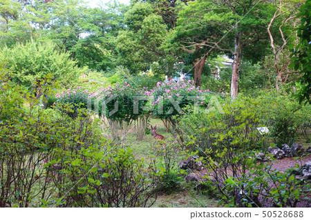 Halla arboretum,公園,樹木,植物, Halla arboretum,公園,樹木,植物, 50528688