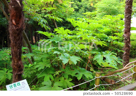 Halla arboretum,公園,樹木,植物, Halla arboretum,公園,樹木,植物, 50528690