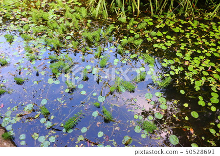 Halla arboretum, park, trees, plants, 50528691