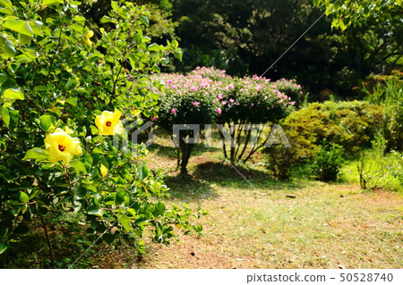 Halla arboretum, park, trees, plants, Halla arboretum, park, trees, plants, 50528740
