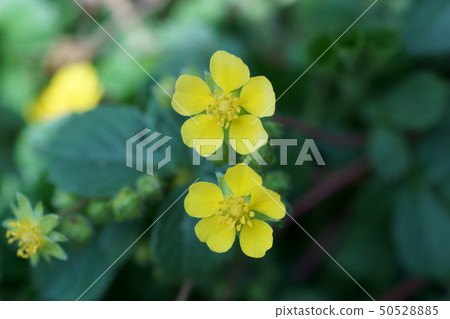 野雞花木紀四郎（Kizimushiro）的花語“光彩照人”。 50528885