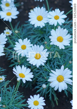 Kurisan semamu北極花語言“愛” Kurisan semamu北極花語言“愛” 50528889