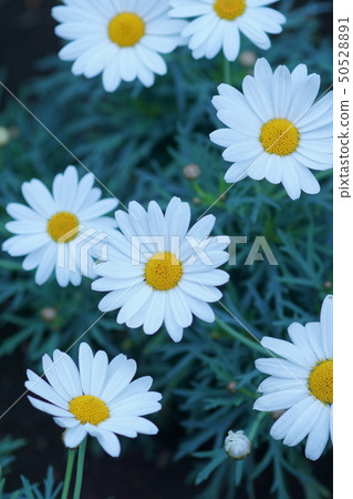 Kurisan semamu北極花語言“愛” Kurisan semamu北極花語言“愛” 50528891