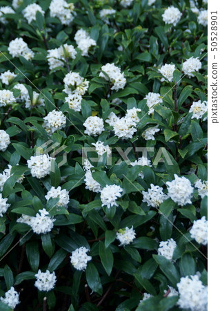 Shincho Flower Jinchoge Flower語言是“快樂” 50528901