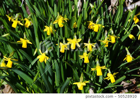 Mini Narcissors Tate Tate花語“回歸我” 50528910