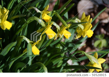 Mini Narcissors Tate Tate花語“回歸我” 50528915