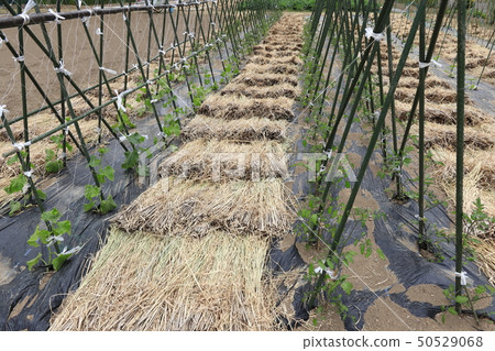 Summer vegetable planting 50529068