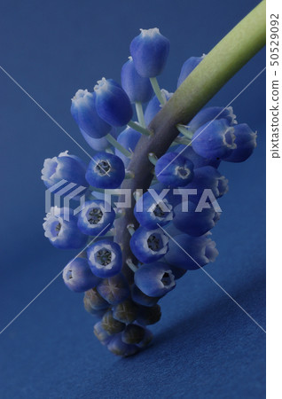 Muscari 50529092