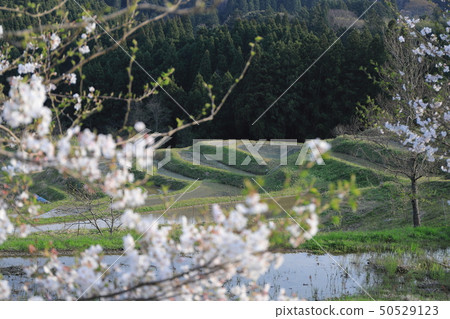 Spring Oyama Senjita Spring Oyama Senjita 50529123
