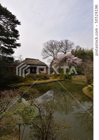 Katsura Imperial Palace Lolita Breasted cherry tree Katsura Imperial Palace Lolita Breasted cherry tree 50529196