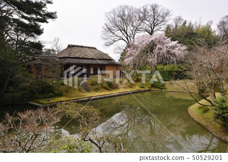 Katsura Imperial Palace Lolita Breasted cherry tree Katsura Imperial Palace Lolita Breasted cherry tree 50529201