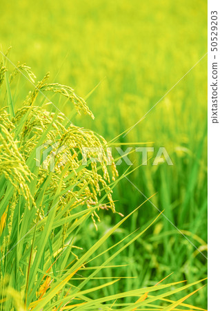 Summer rice (August) Summer rice (August) 50529203