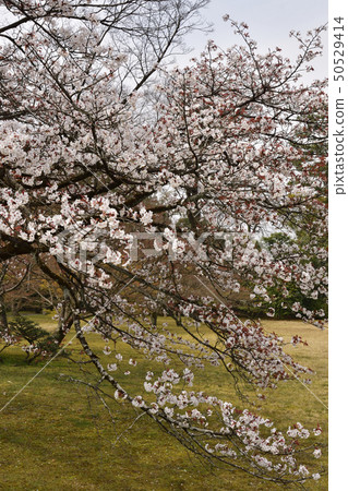 Katsura Rikyu Shogunin Katsura Rikyu Shogunin 50529414