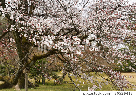 Katsura Rikyu Shogunin Katsura Rikyu Shogunin 50529415