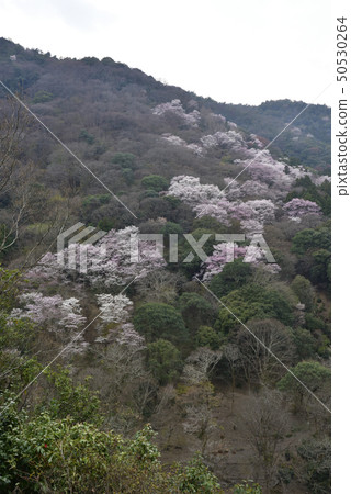 日野嵐山櫻花 日野嵐山櫻花 50530264