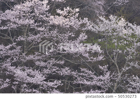 日野嵐山櫻花 日野嵐山櫻花 50530273