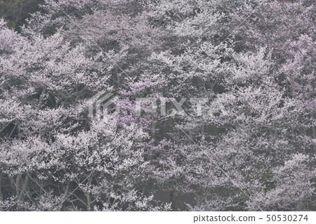 Hino Arashiyama Cherry blossoms Hino Arashiyama Cherry blossoms 50530274