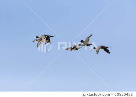Long-eared duck 50530458