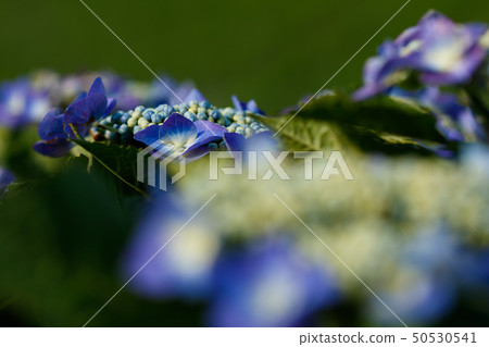 Hydrangea Hydrangea 50530541
