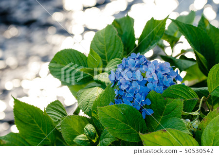 Hydrangea Hydrangea 50530542