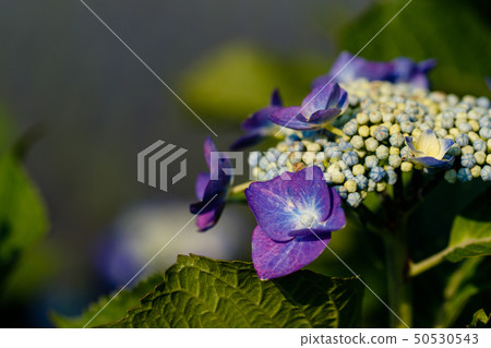Hydrangea Hydrangea 50530543