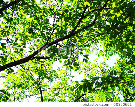 Fresh green tree Fresh green tree 50530691