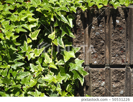 Ivy exterior wall background 50531226