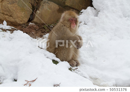 Snow Monkey Park 11 50531376
