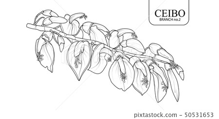 Ceibo branch set 2 50531653