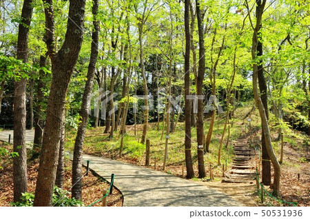 Ninomiya Azumayama公園的新鮮的綠色和步行道路 50531936