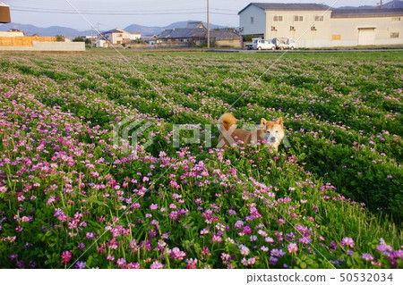 Astragalus field and Shiba Inu Astragalus field and Shiba Inu 50532034