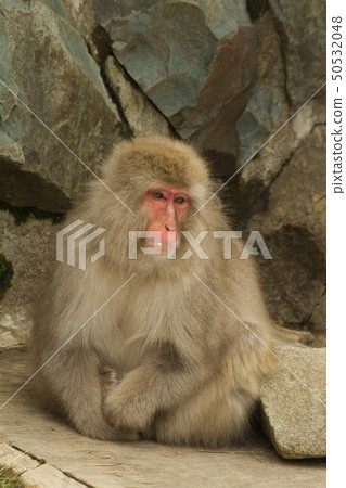 Snow Monkey Park 12 50532048