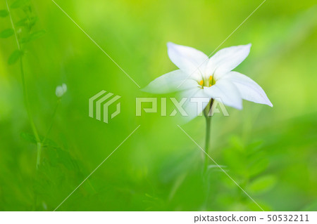 在雜草中開花鯡魚 在雜草中開花鯡魚 50532211