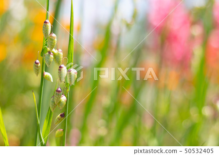 Small-sized grass in the flower field Small-sized grass in the flower field 50532405