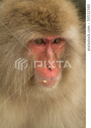 Snow Monkey Park 13 50532560