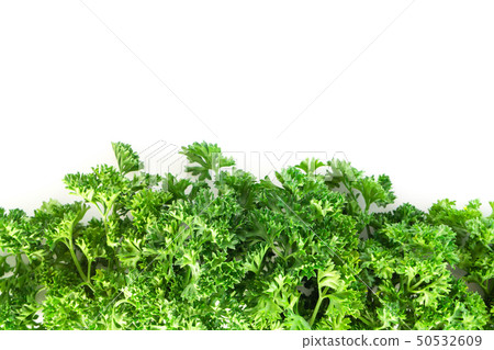 Parsley vegetable isolated on white background Parsley vegetable isolated on white background 50532609