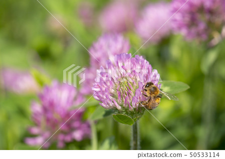 Red clover and bee 50533114