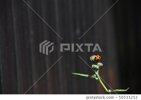 Ladybird ladybird Ladybird ladybird 50533252