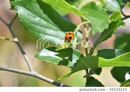 Ladybird ladybird 50533253