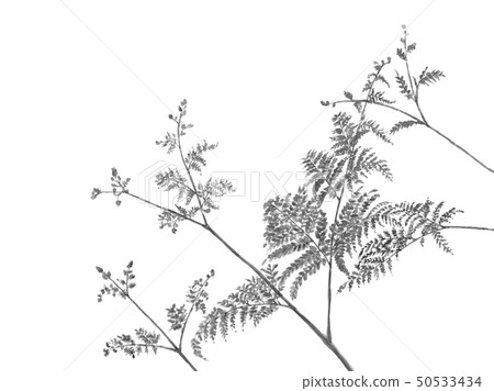 水彩Warabi Warabi蕨野菜單調 50533434