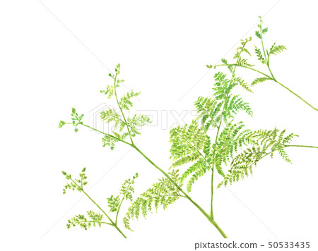 水彩蕨菜Warabi蕨菜野生植物 50533435