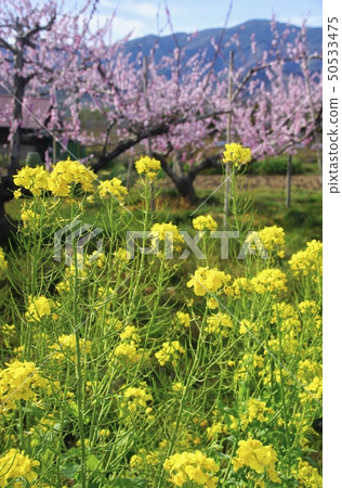 Peach field and rape blossoms Kinokawa City, Wakayama Prefecture Peach field and rape blossoms Kinokawa City, Wakayama Prefecture 50533475