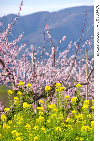 Peach field and rape blossoms Kinokawa City, Wakayama Prefecture Peach field and rape blossoms Kinokawa City, Wakayama Prefecture 50533476