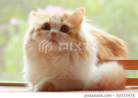 Cat catching something Cat catching something 50533478